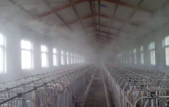 春夏豬舍（shě）消毒應注意哪些因素