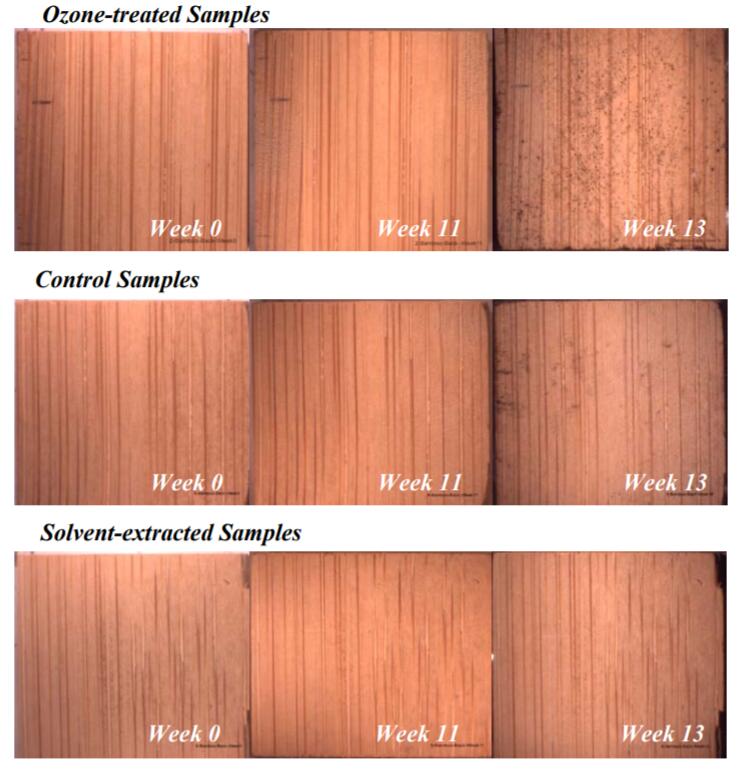 圖（tú）1：竹地板材料背麵的真菌生長觀察